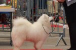 Meilleur de race Baby Limoges 2015